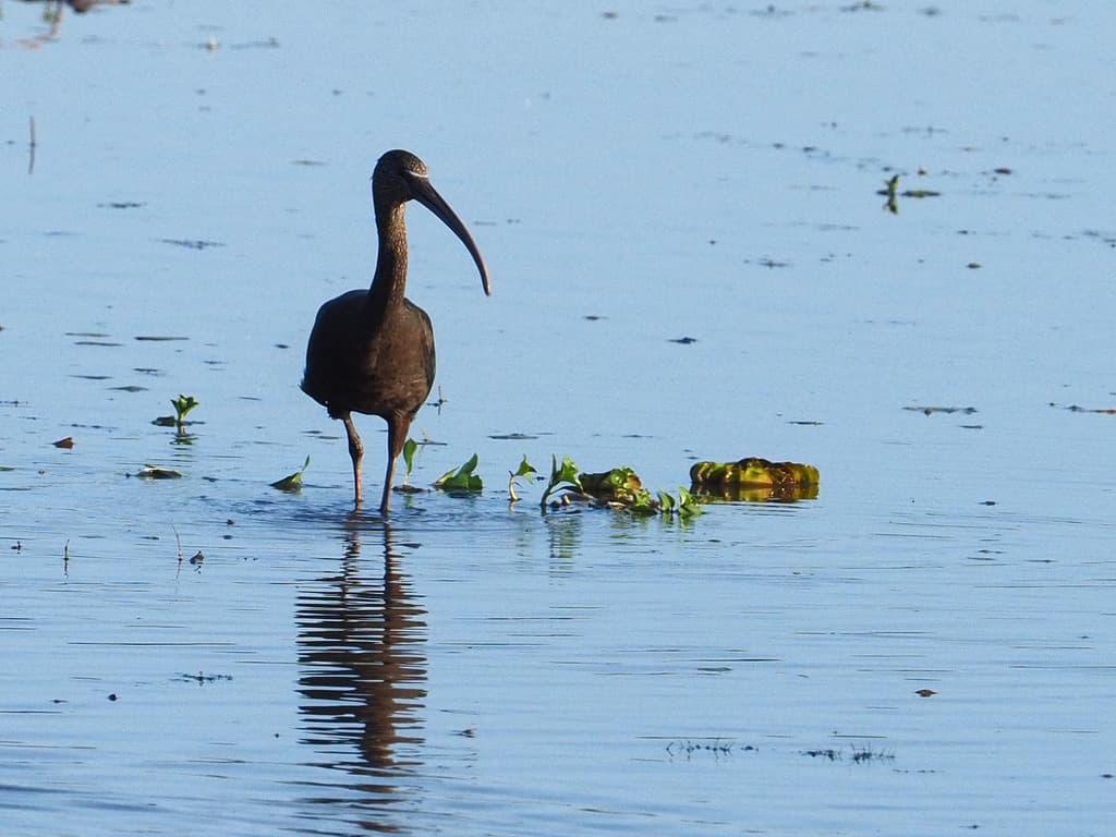 Glossy Ibis
