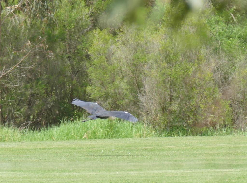 White-necked Heron