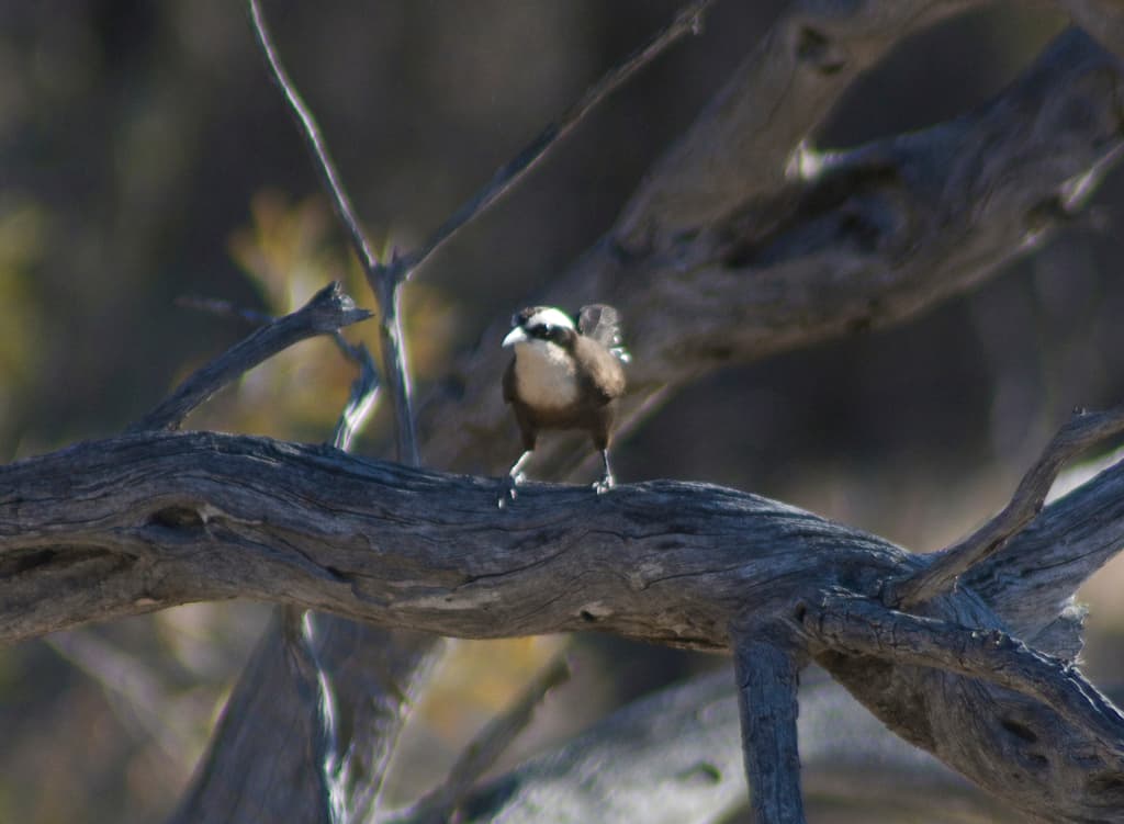 Hall's Babbler
