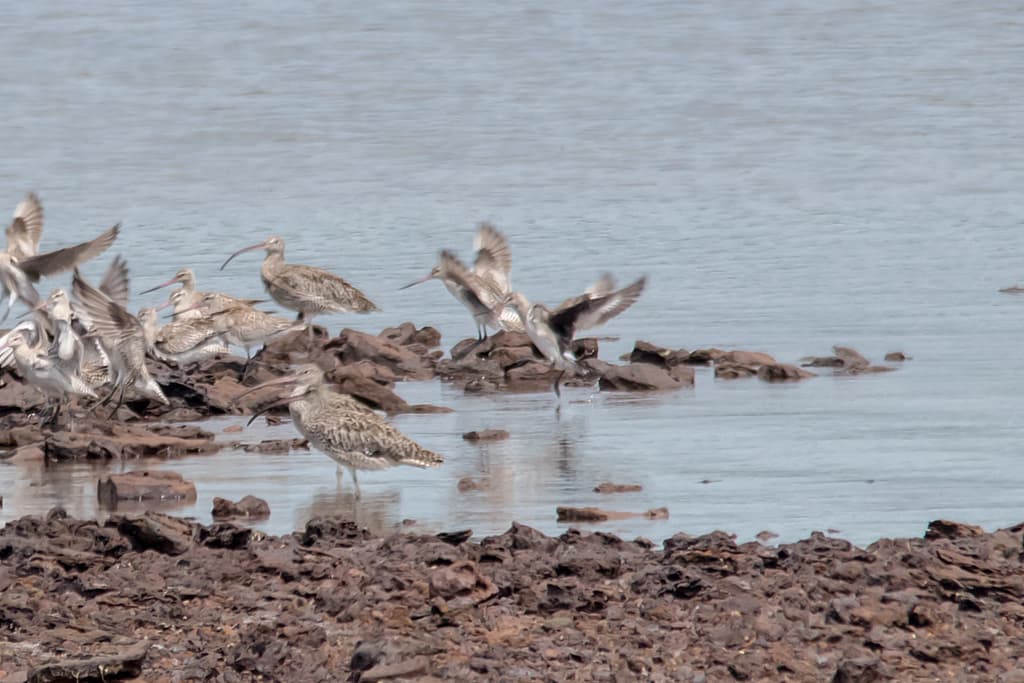 Hudsonian Godwit