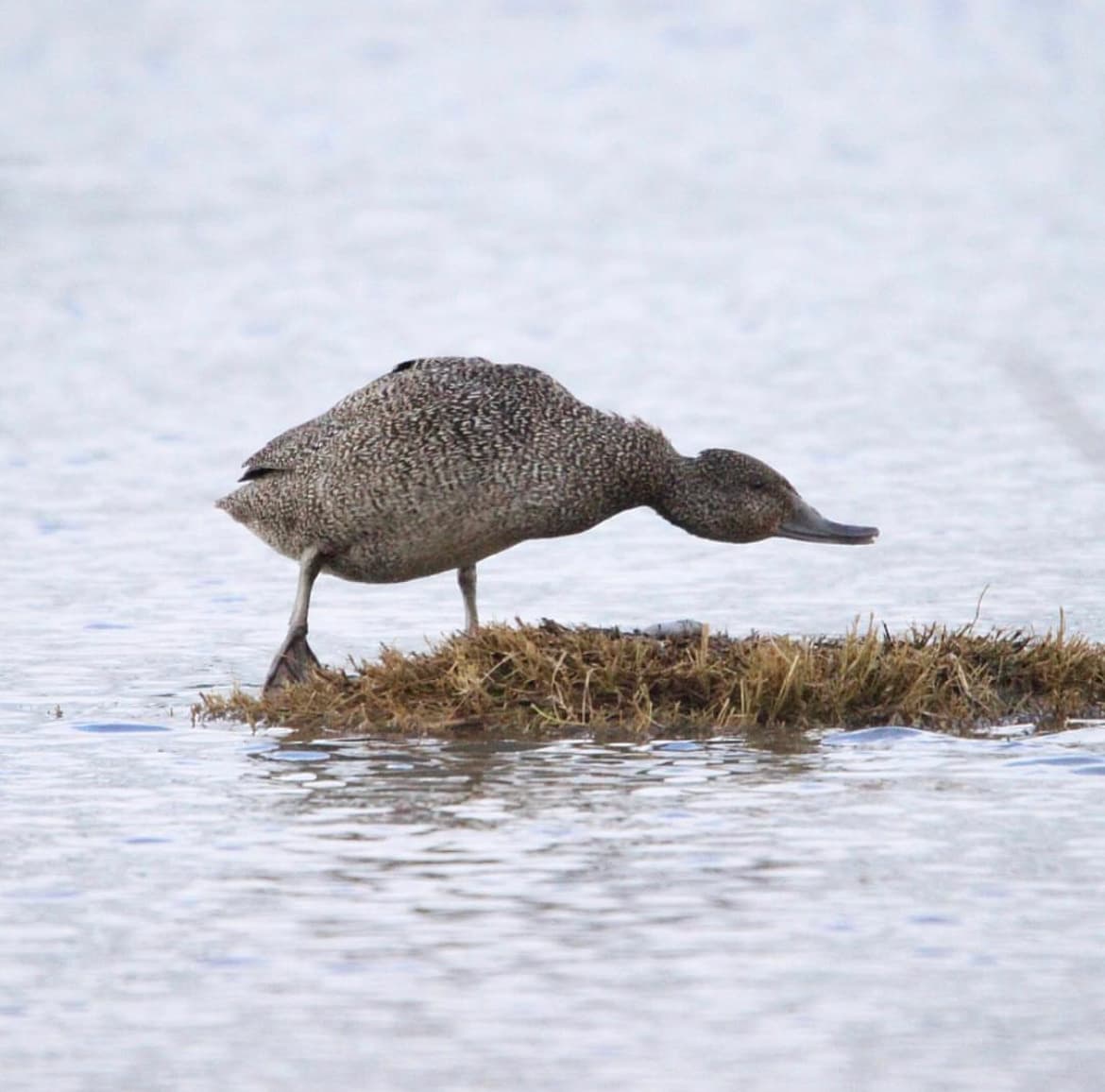 Freckled Duck