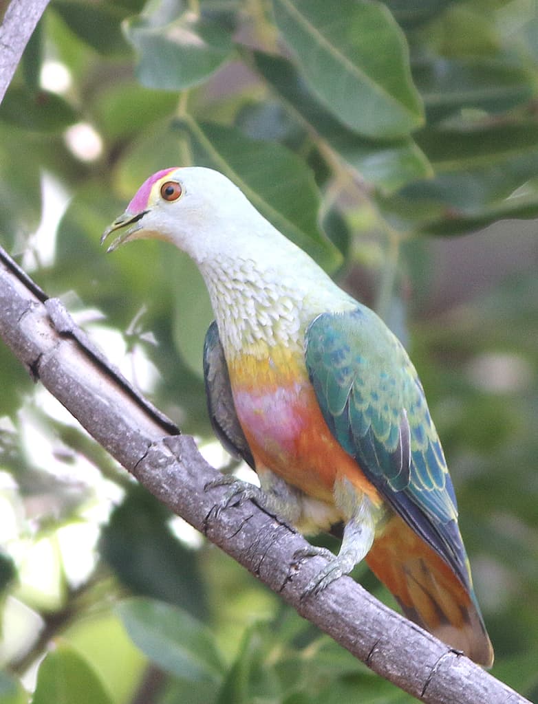 Rose-crowned Fruit Dove