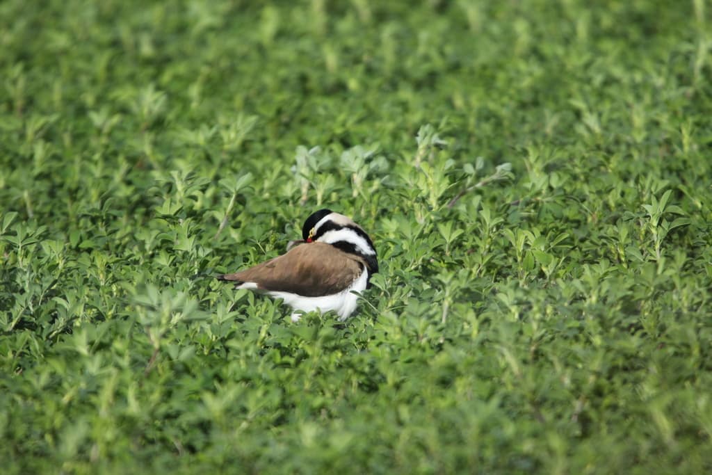 Banded Lapwing