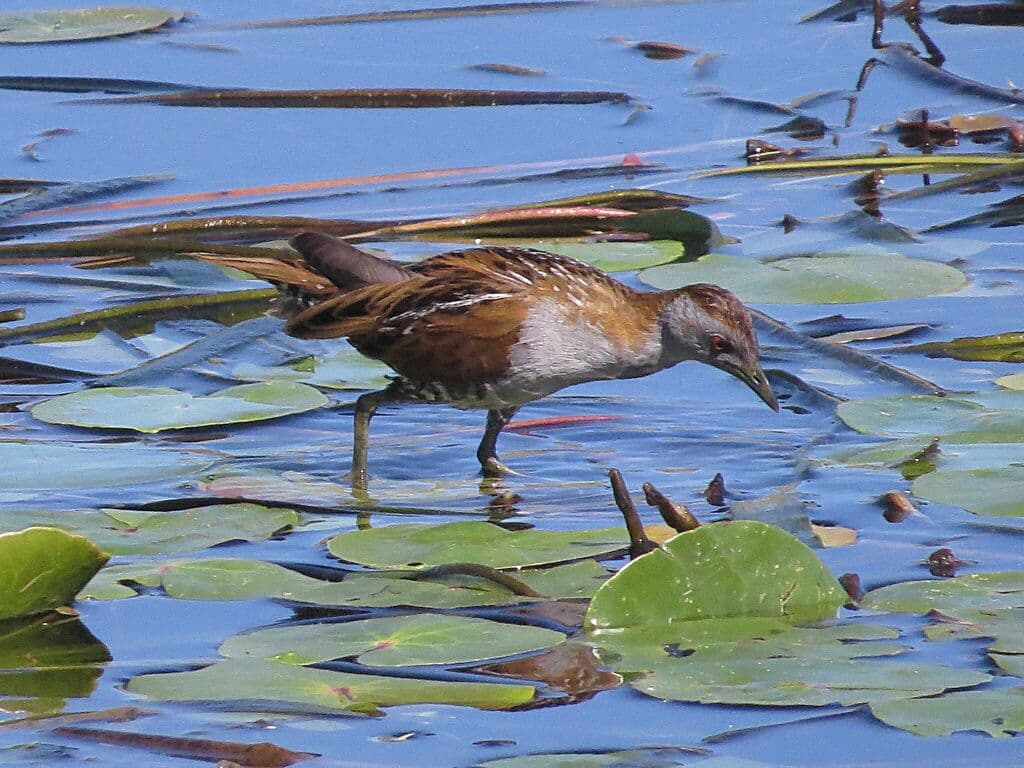 Baillon's Crake