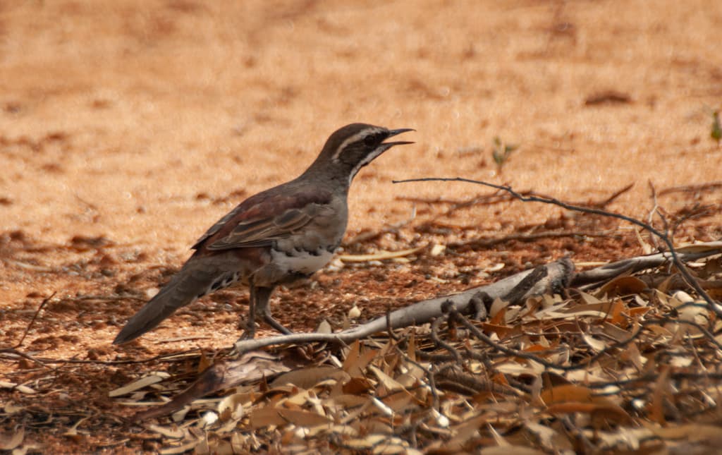 Chestnut Quail-thrush