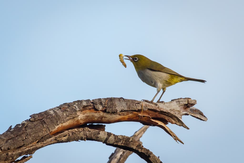 Silvereye
