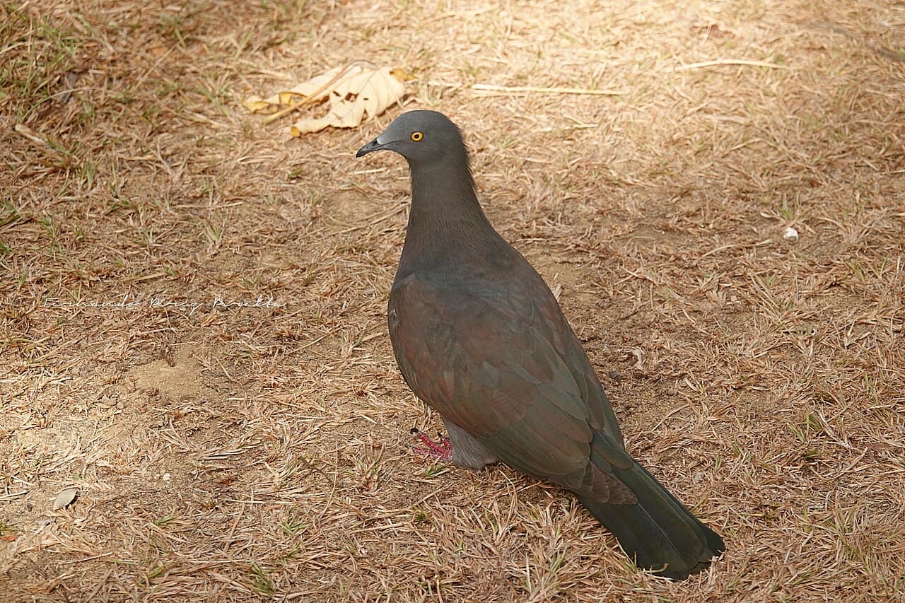 Christmas Imperial Pigeon