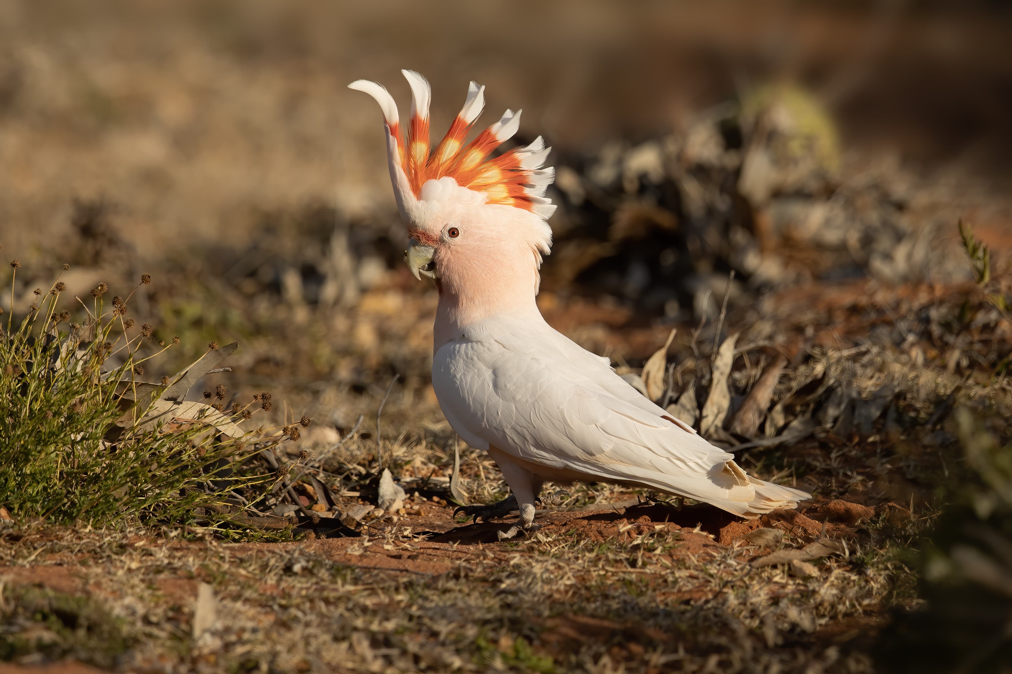 Pink Cockatoo