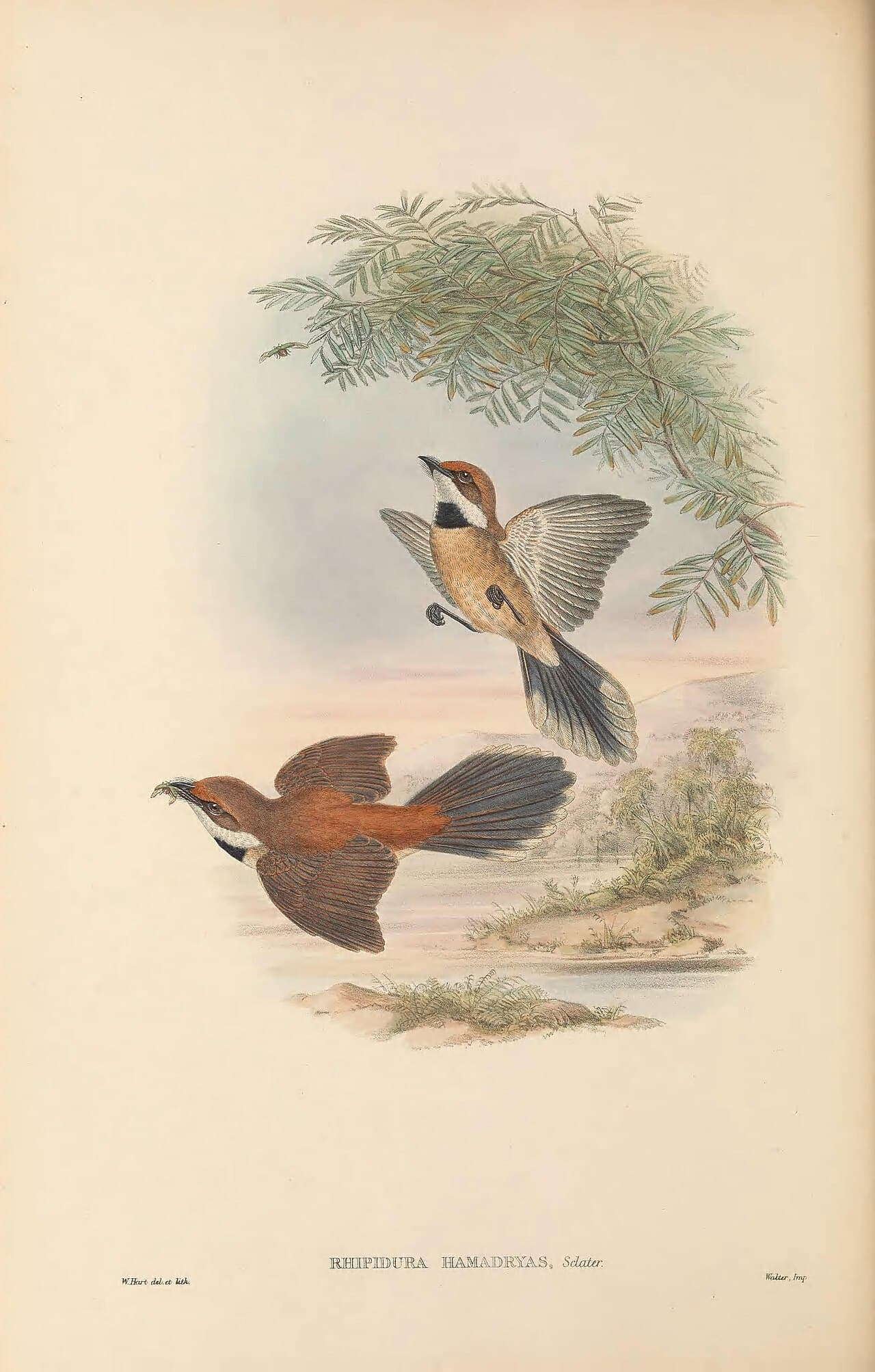 Arafura Fantail