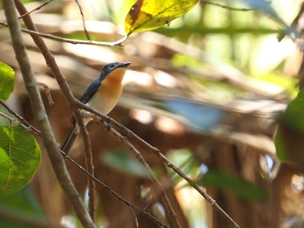 Broad-billed Flycatcher