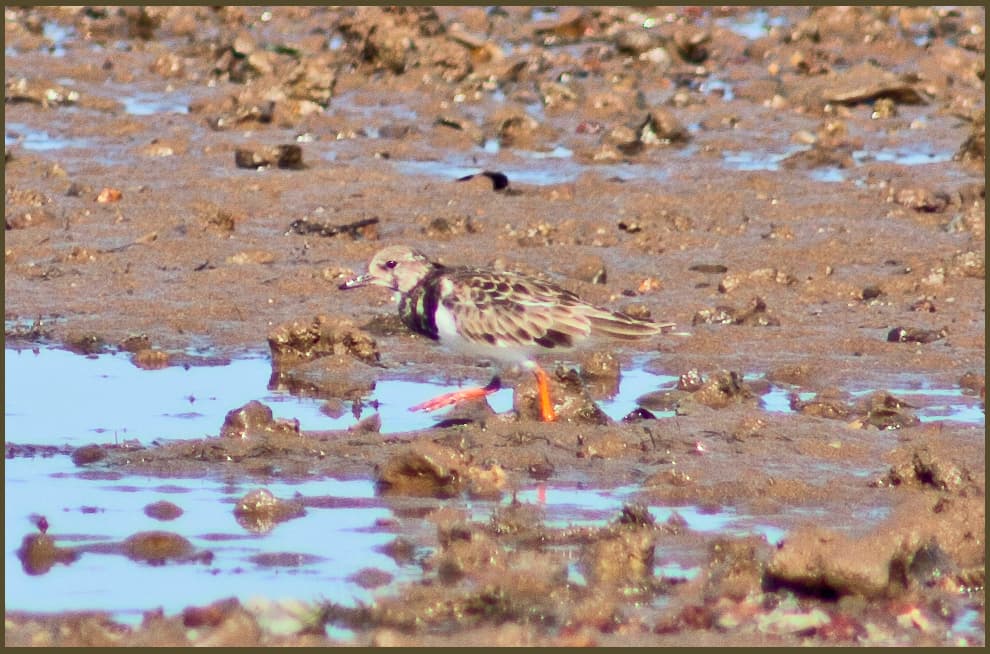 Ruddy Turnstone