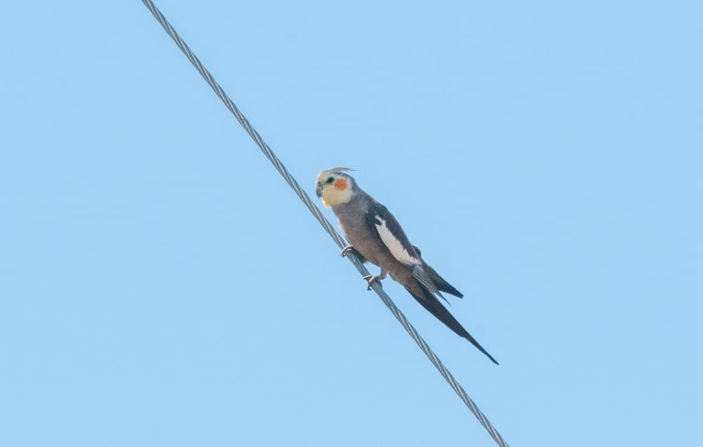 Cockatiel
