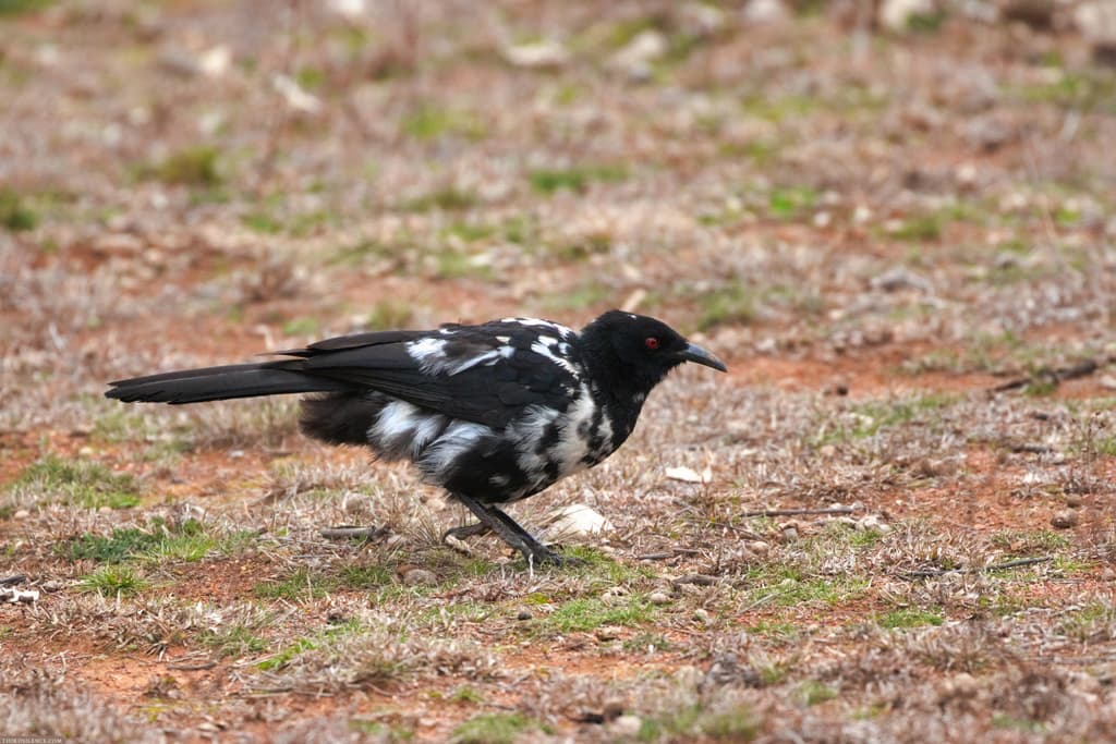 White-winged Chough