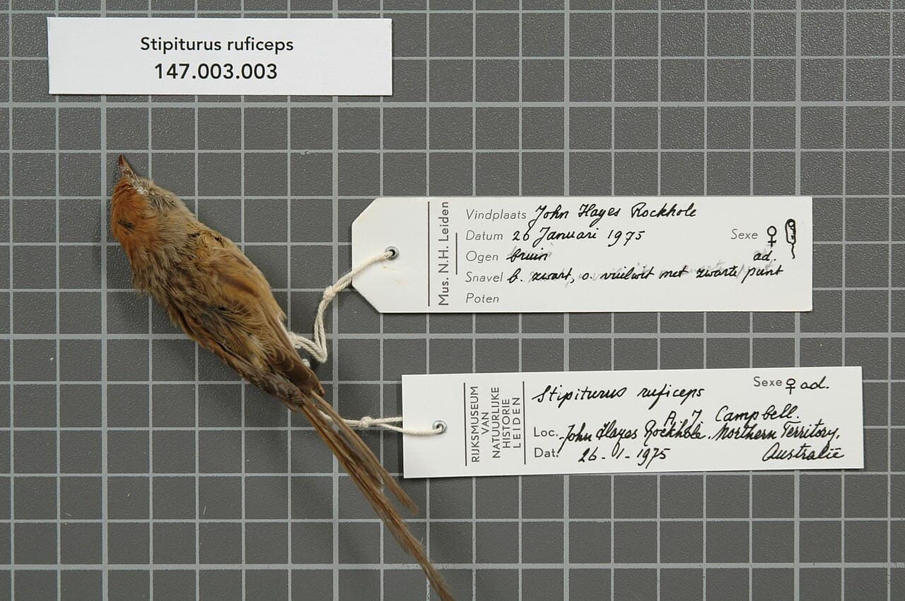 Rufous-crowned Emu-wren