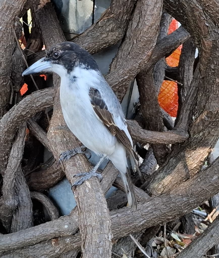 Silver-backed Butcherbird