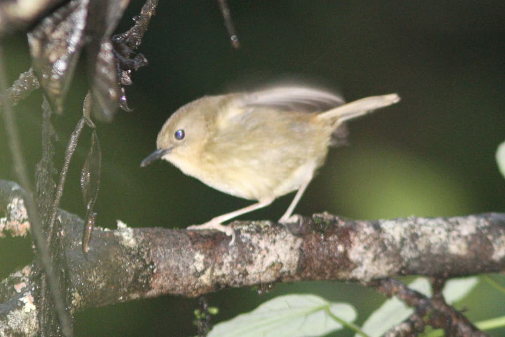 Atherton Scrubwren