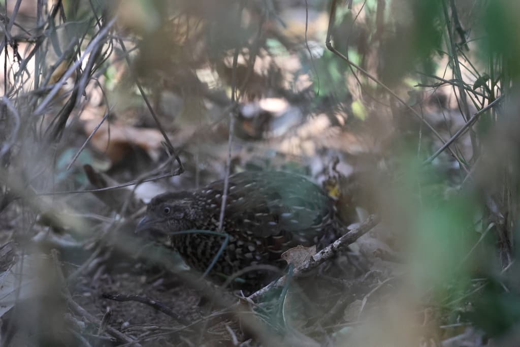 Black-breasted Buttonquail