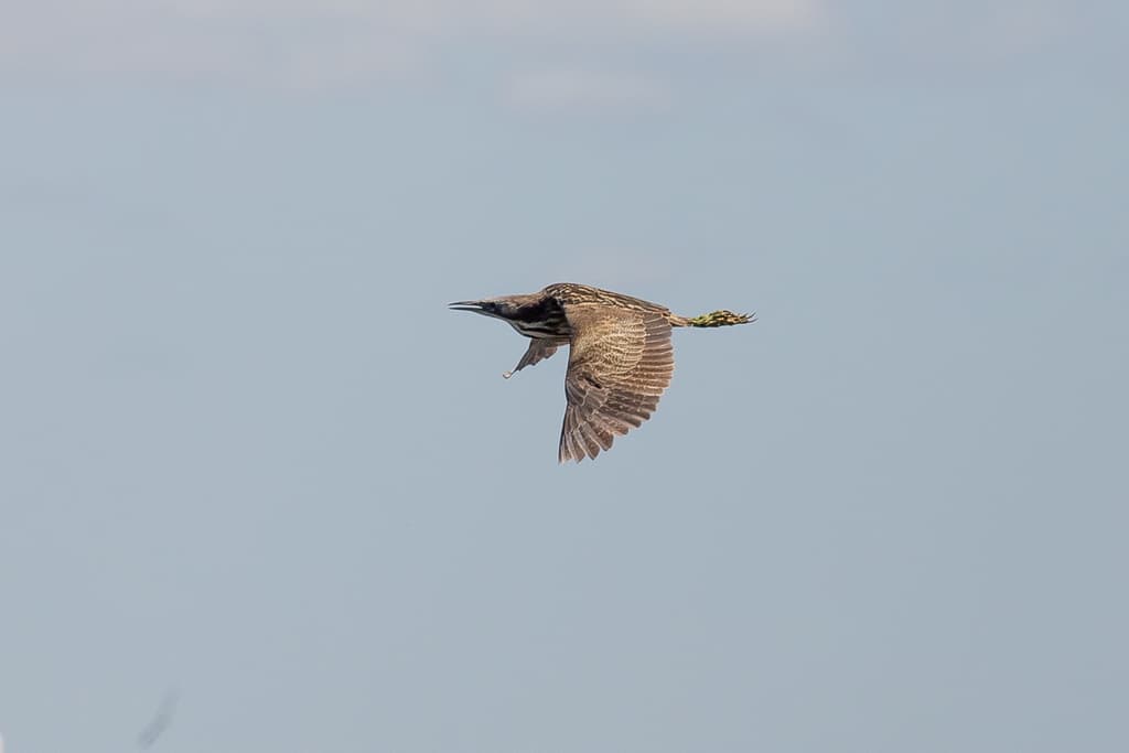 Australasian Bittern