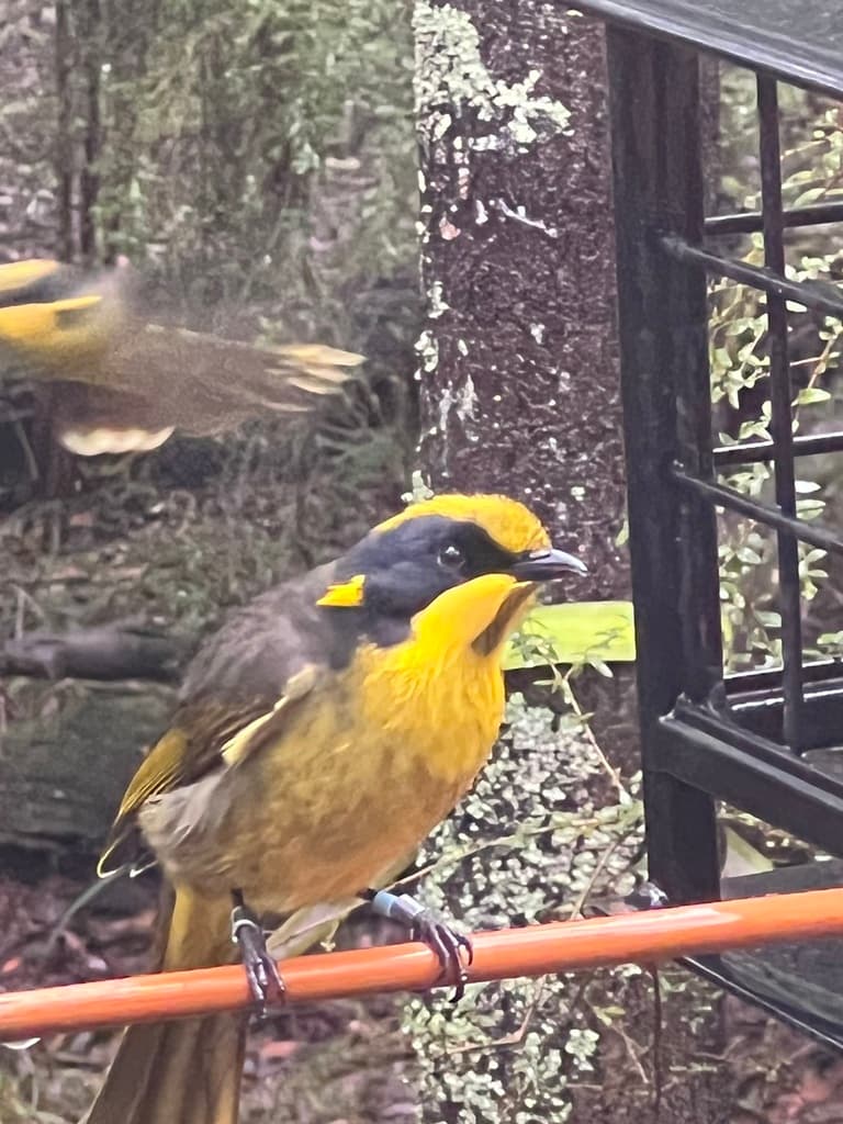 Yellow-tufted Honeyeater