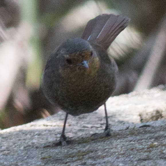 Pilotbird