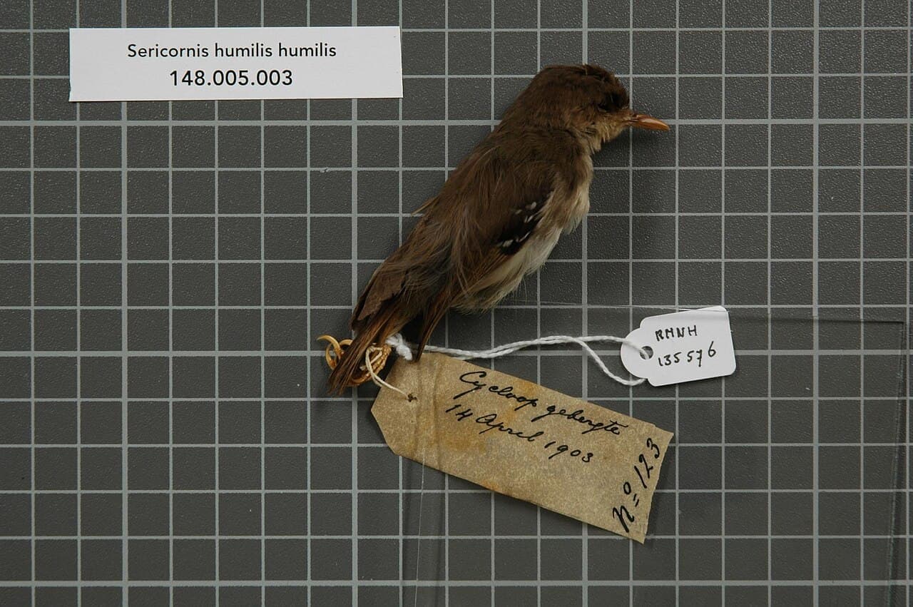 Tasmanian Scrubwren