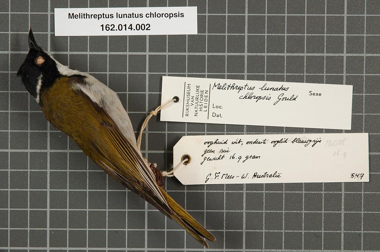 Gilbert's Honeyeater