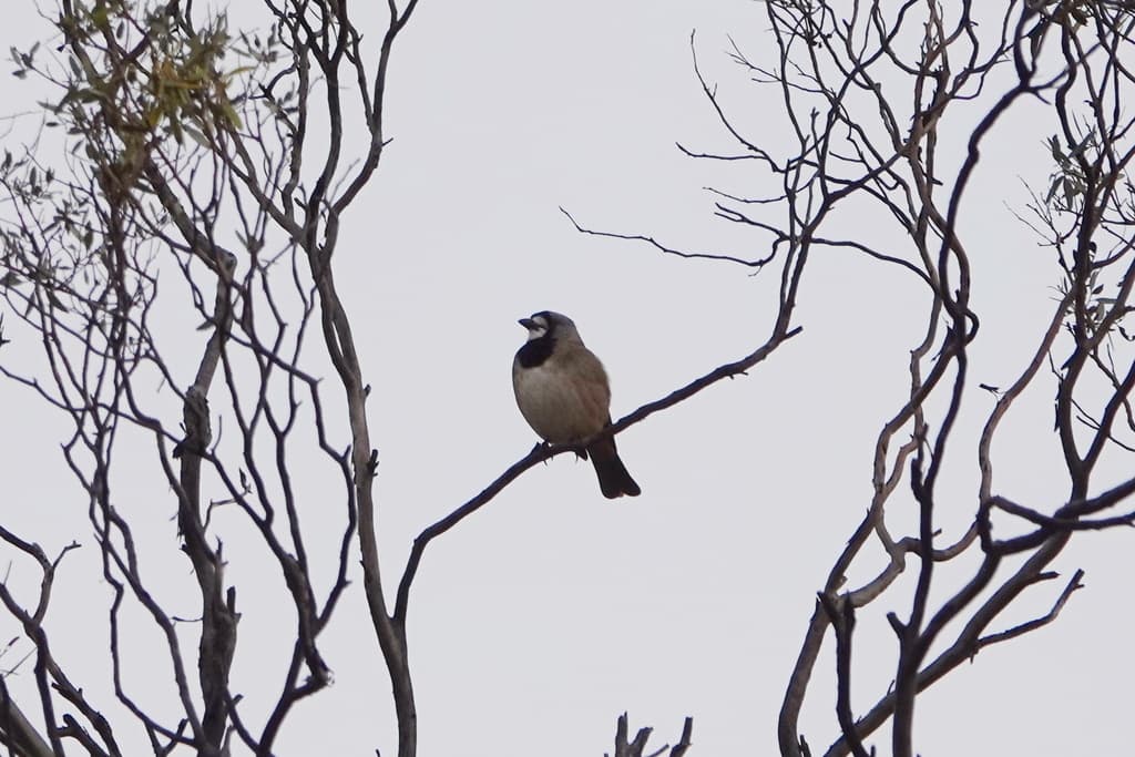 Crested Bellbird