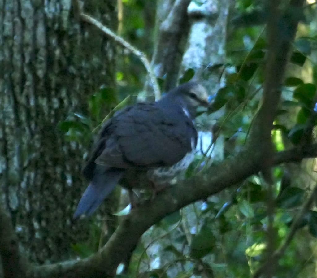 Wonga Pigeon