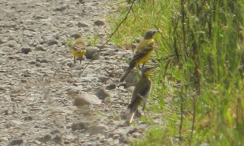 Eastern Yellow Wagtail