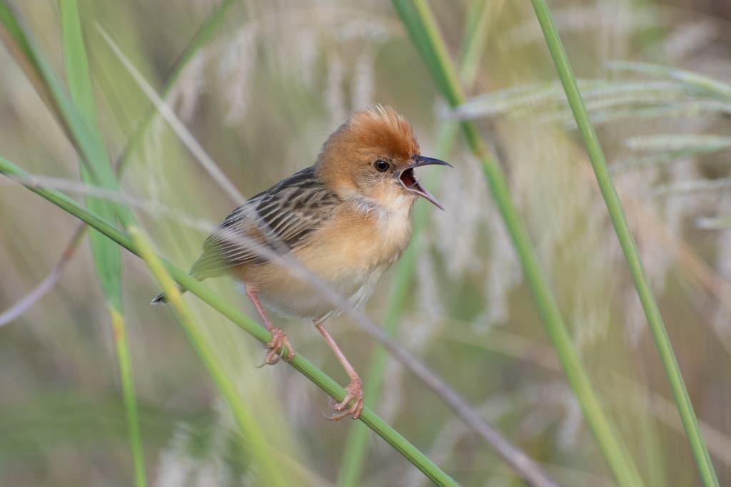 Golden-headed Cisticola