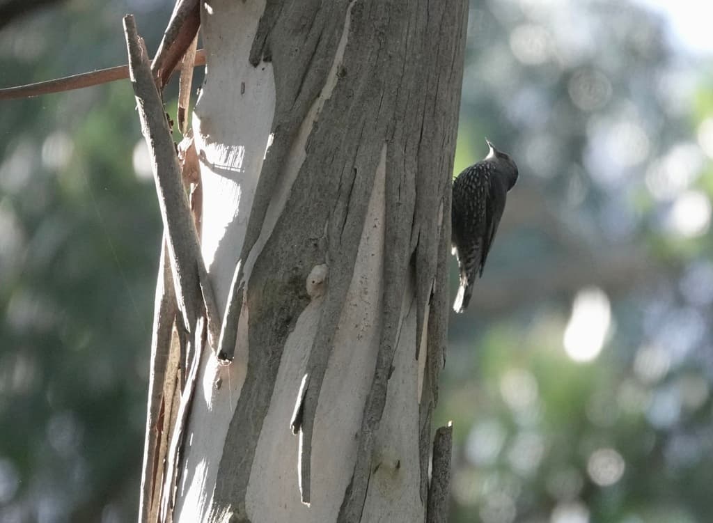Red-browed Treecreeper