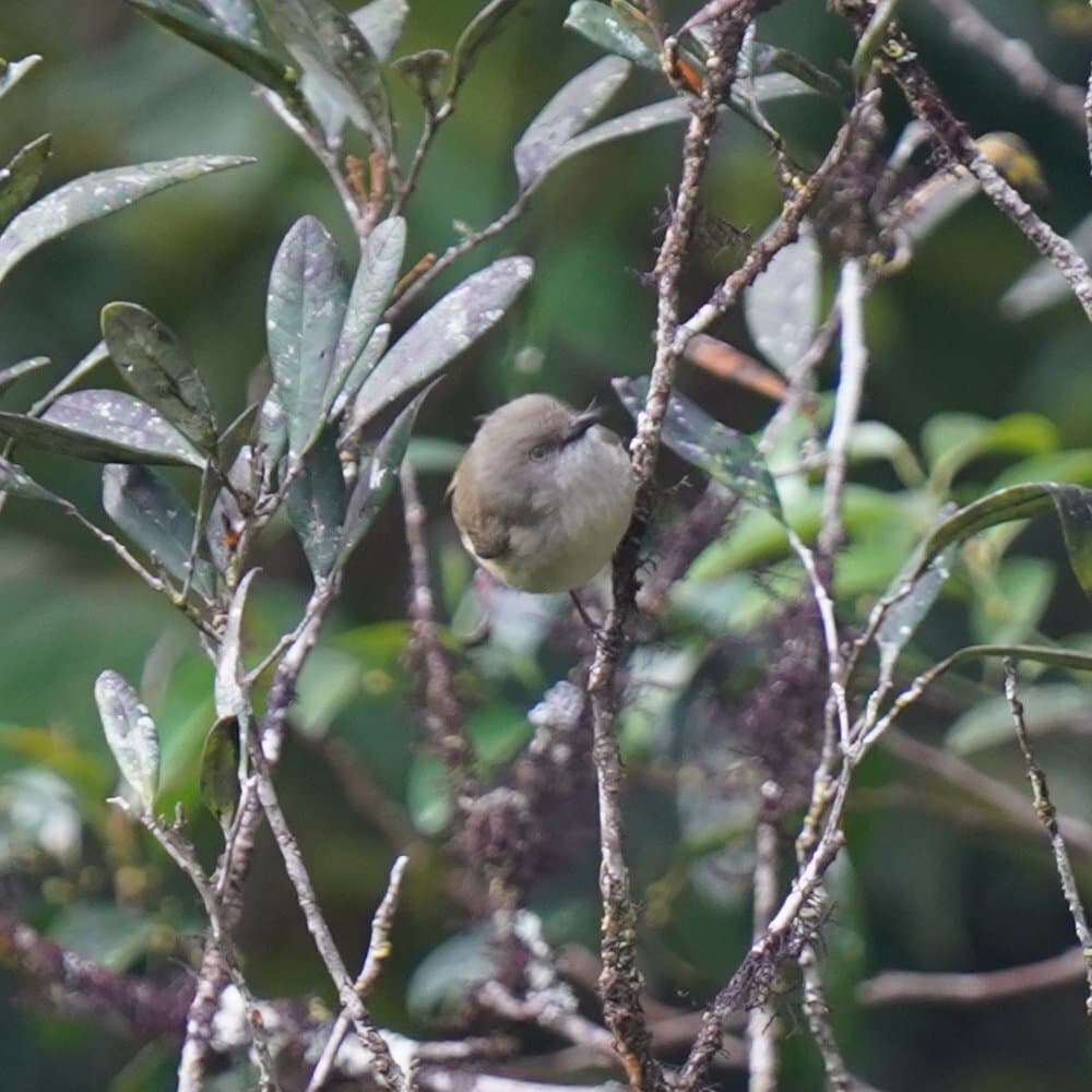 Mountain Thornbill