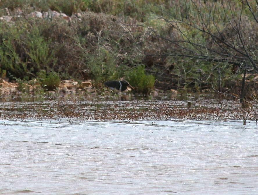 Australian Painted-snipe