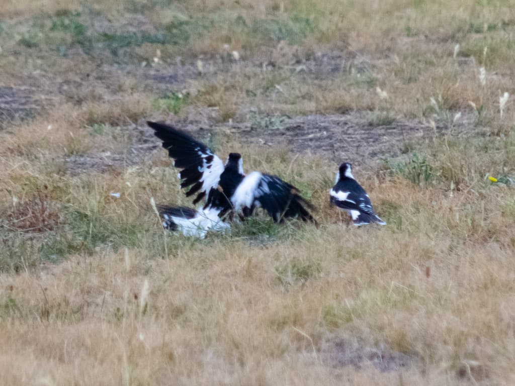 Magpie-lark