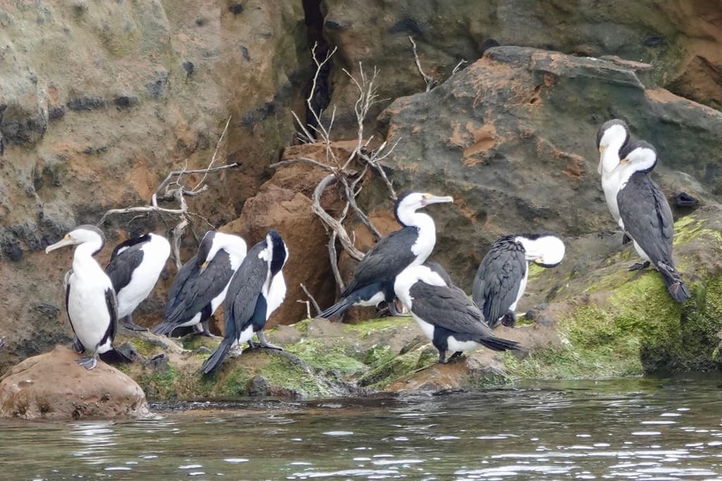 Australian Pied Cormorant