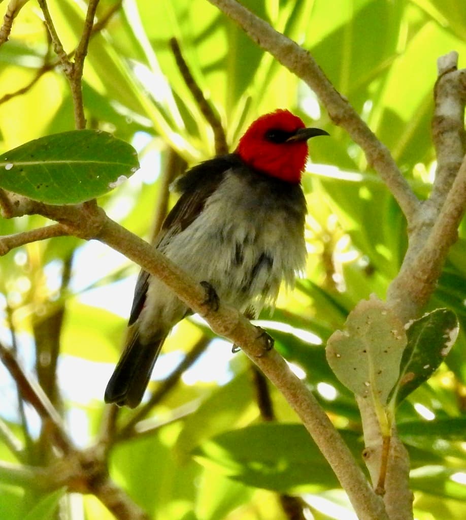 Red-headed Myzomela