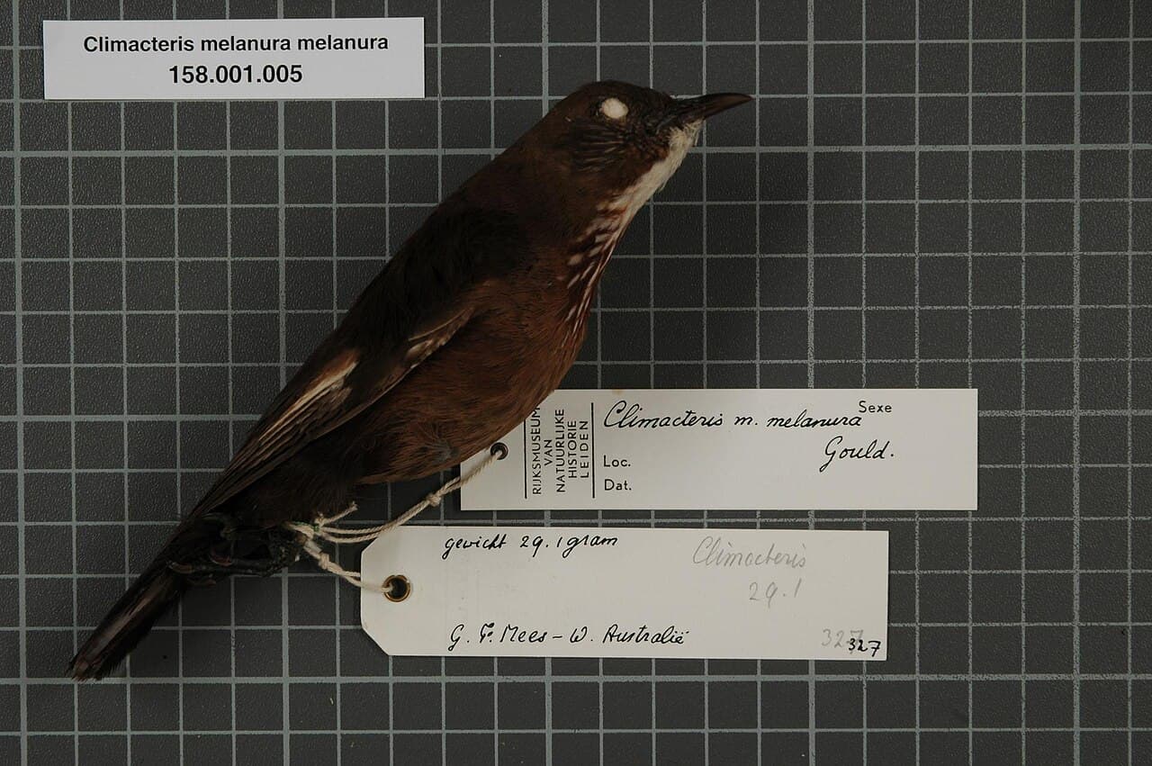Black-tailed Treecreeper