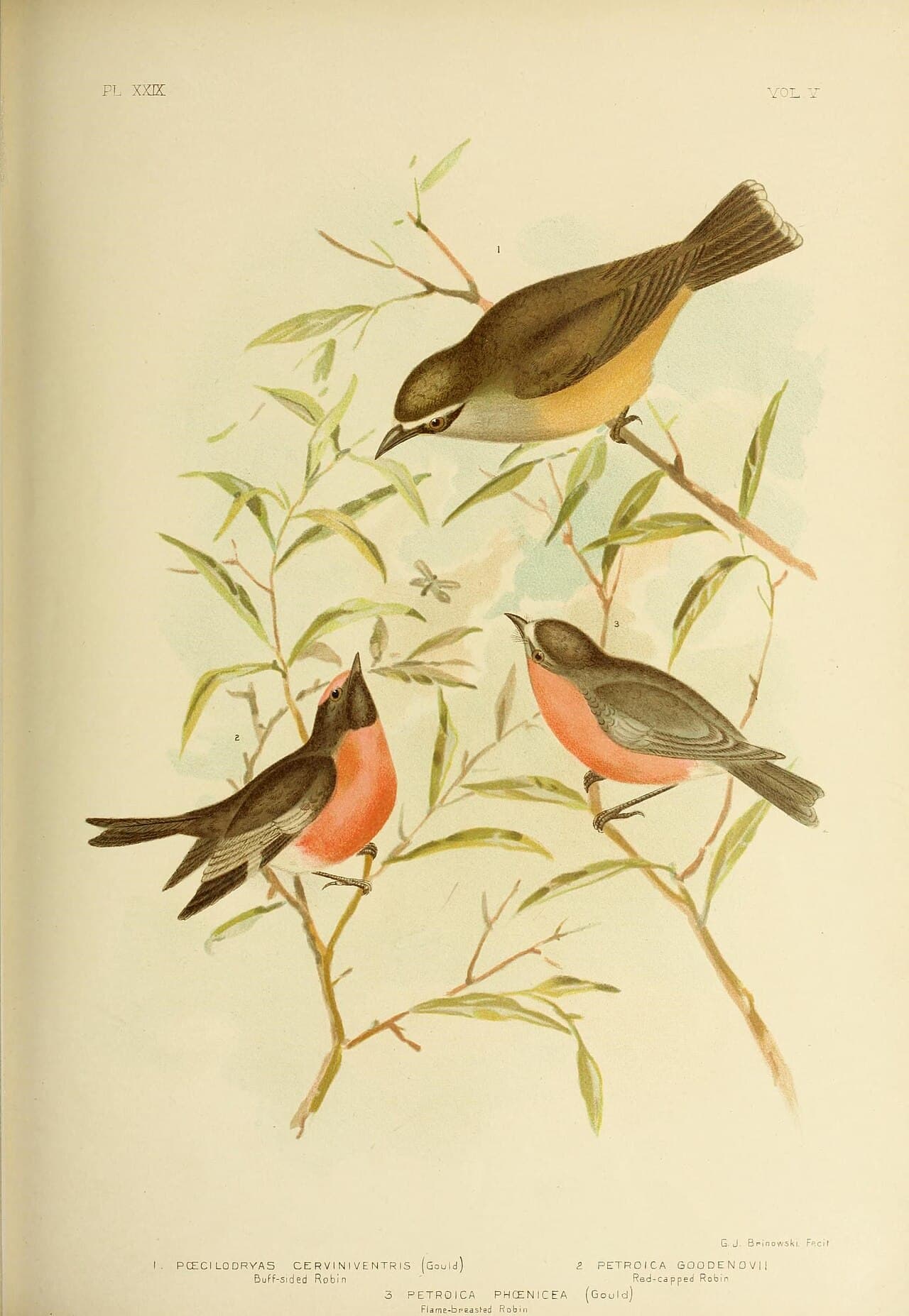 Buff-sided Robin