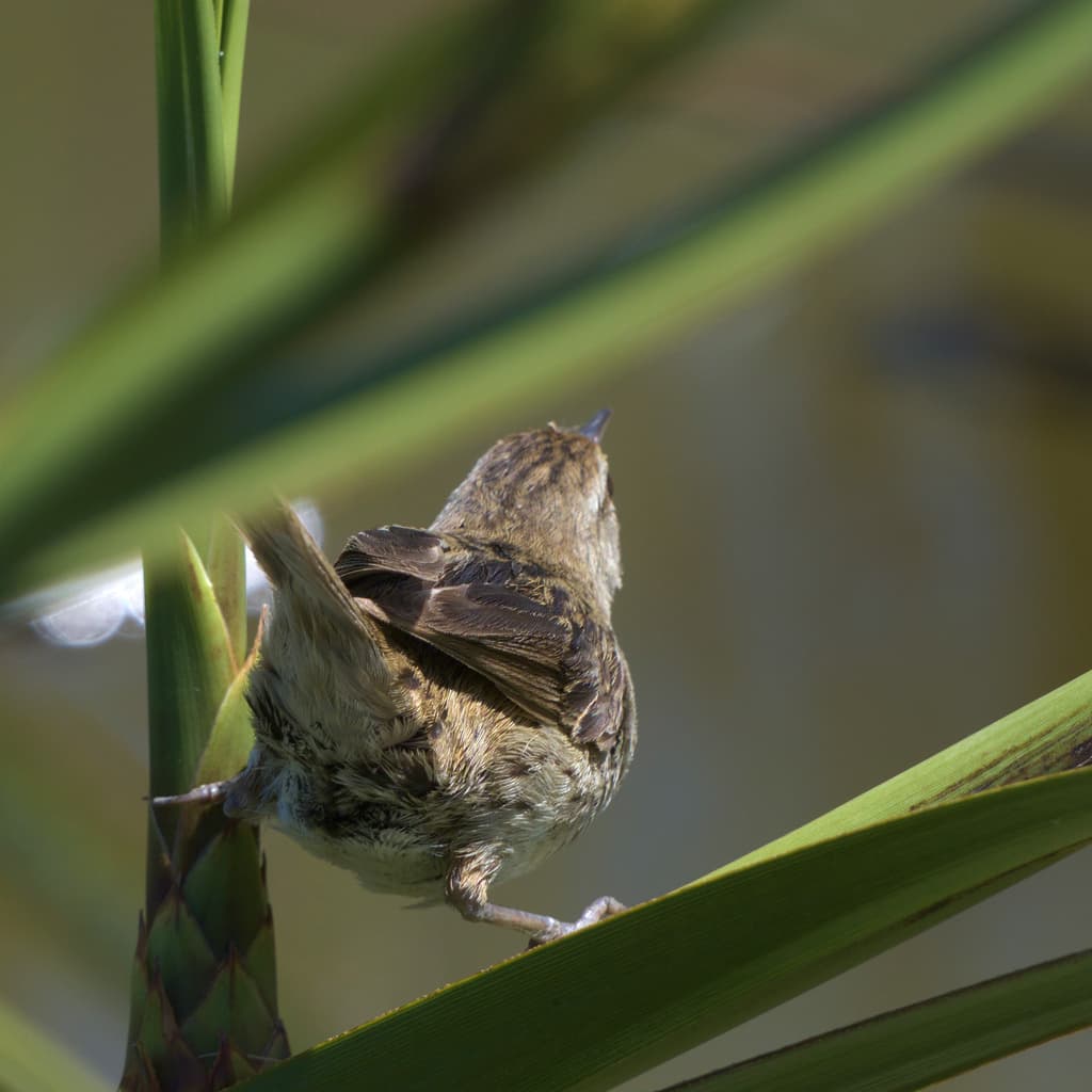 Little Grassbird