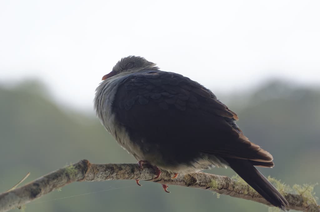 White-headed Pigeon