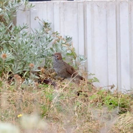 Rufous Bristlebird