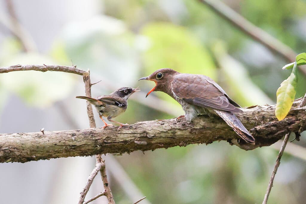 Fan-tailed Cuckoo