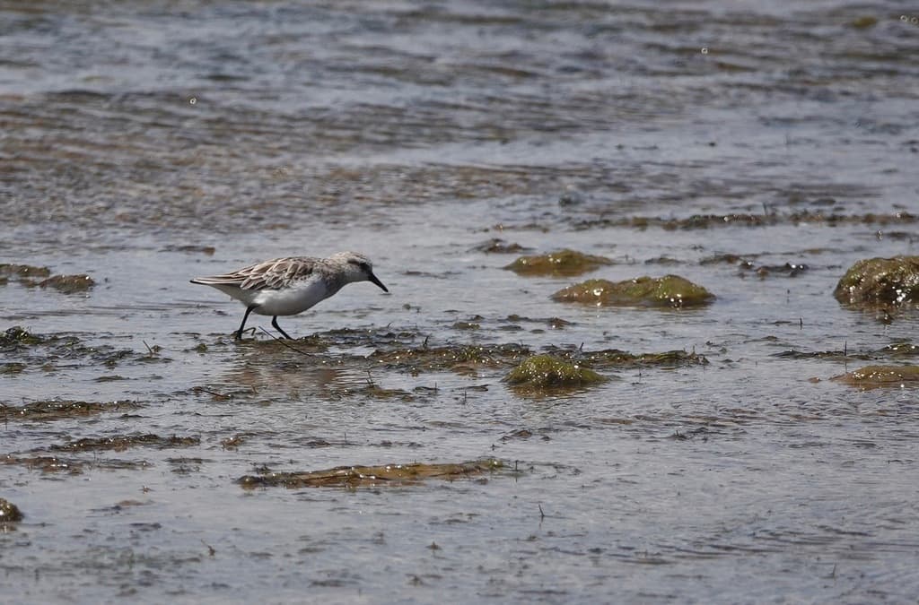 Red-necked Stint