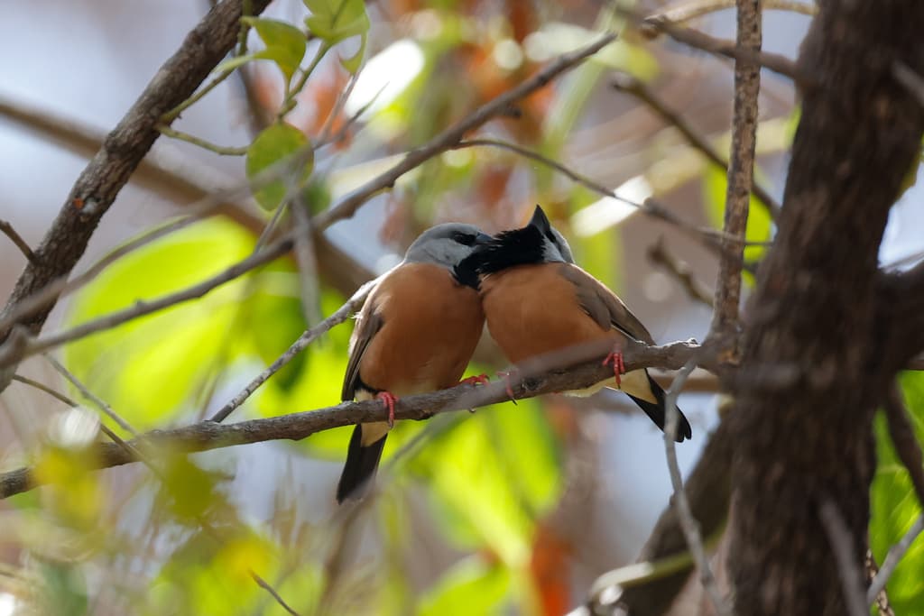 Black-throated Finch