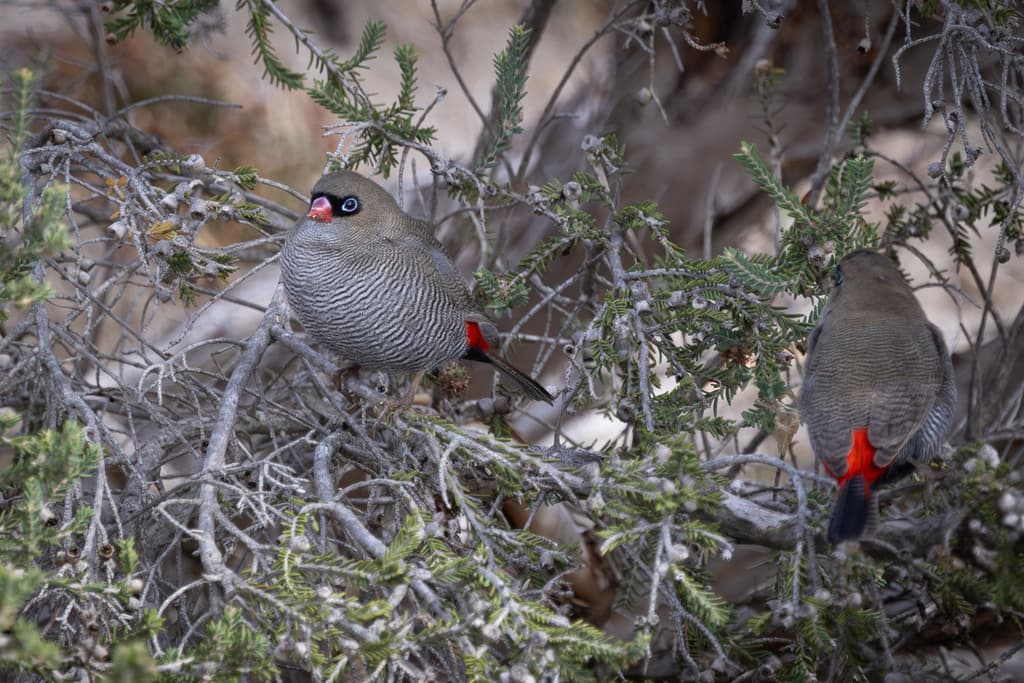 Beautiful Firetail