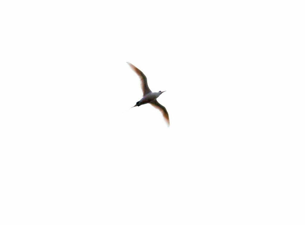 Red-tailed Tropicbird