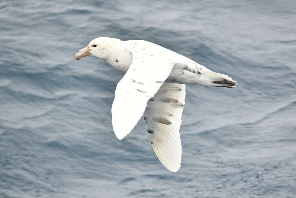 Southern Giant Petrel
