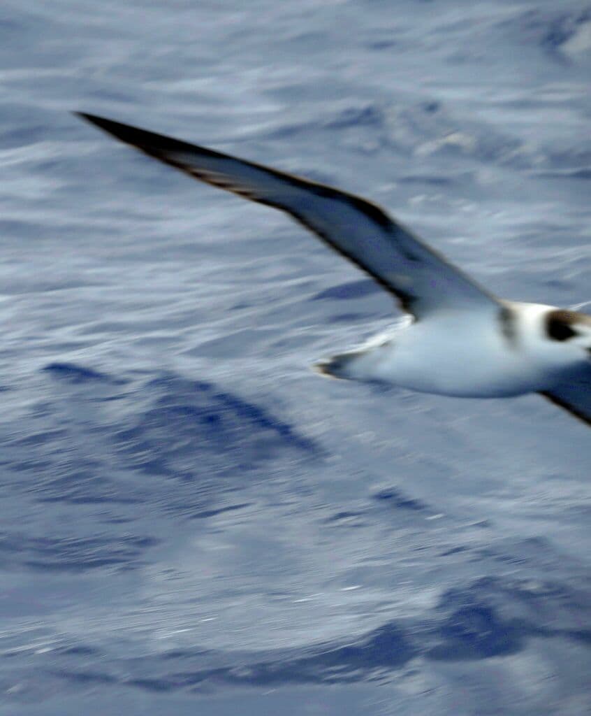 White-necked Petrel