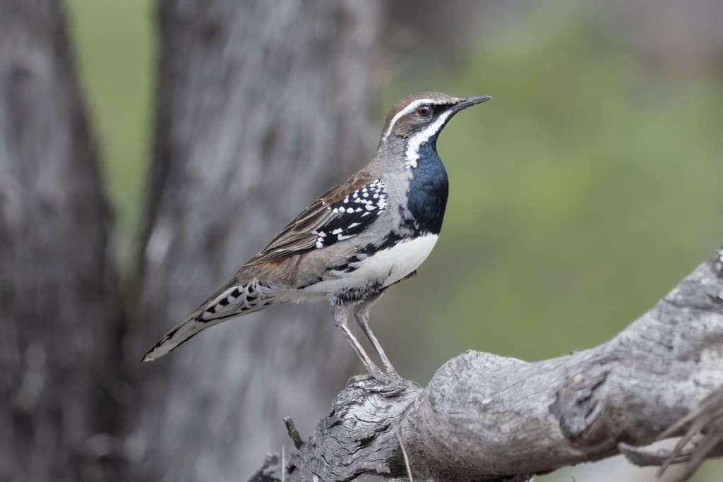 Copperback Quail-thrush