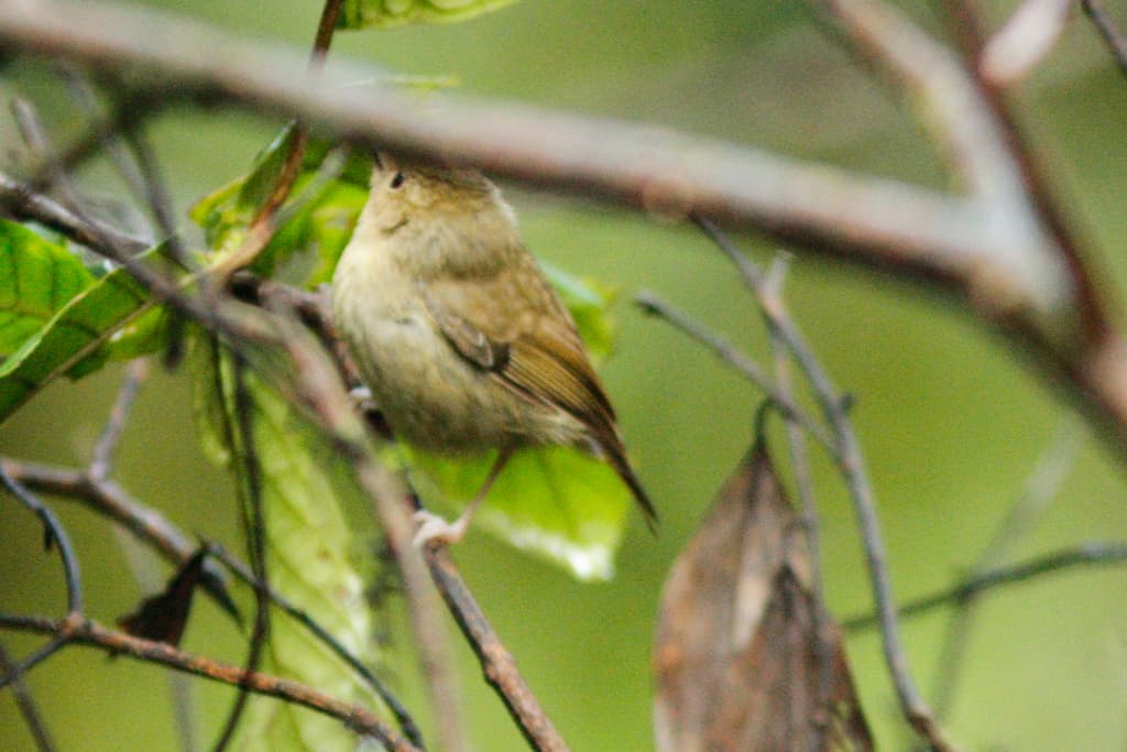 Atherton Scrubwren